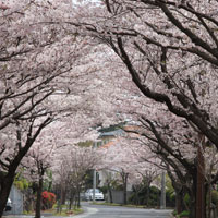城ケ崎海岸の桜